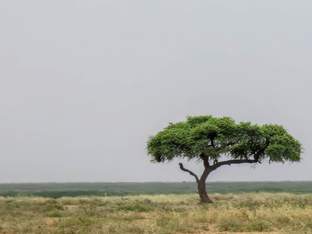 Durable solutions to prevent the migration of young Somalis